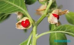 Ashwandha y Resveratrol